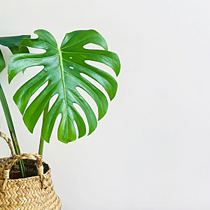 Monstera-Inspired Products