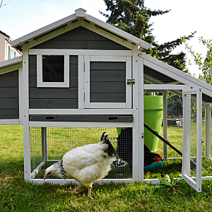 Chicken Coop and Supplies